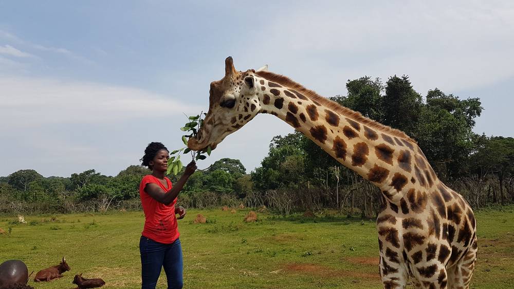 Feeding the giraffe at Uganda Wildlife Education Centre