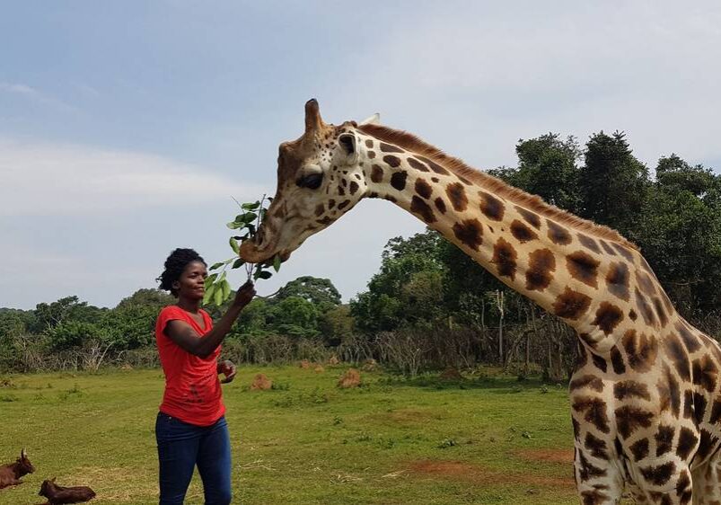 Feeding the giraffe at Uganda Wildlife Education Centre