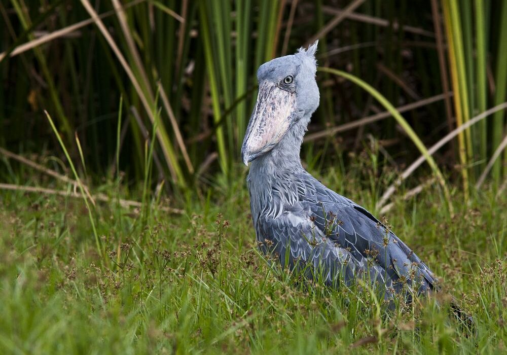 Shoebill in Mabamba Swamp, (photo by Sherry McKelvie) Shoebill in Mabamba Swamp, (photo by Sherry McKelvie)