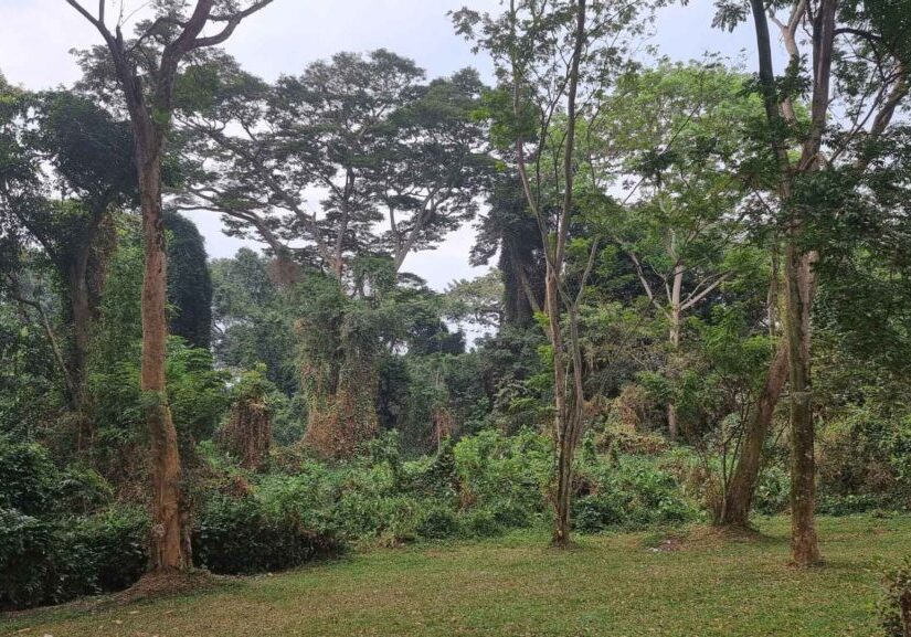 forest1 forest1